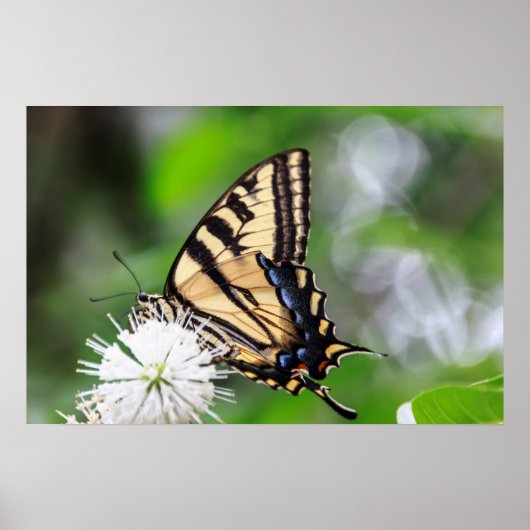 Butterfly Magic Wall Art Poster (Voorkant)
