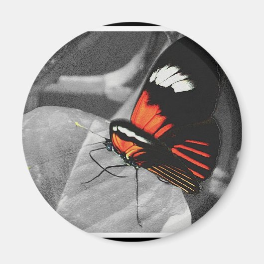 Butterfly Magneet (Voorkant)