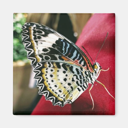 Butterfly Magnet Magneet (Voorkant)