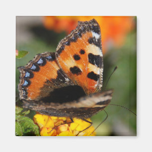 Butterfly Magnet Magneet