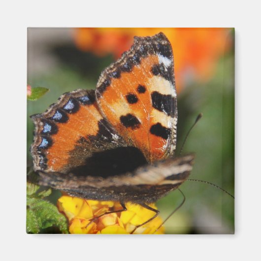 Butterfly Magnet Magneet (Voorkant)