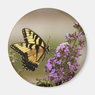 Butterfly Magnet Magneet