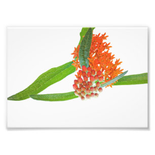 Butterfly Milkweed Bloom op White Foto Afdruk