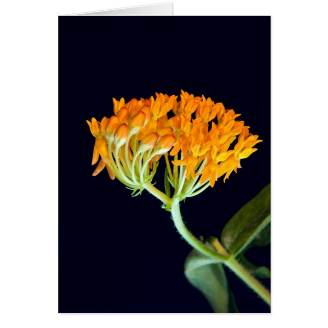 Butterfly Milkweed Blooms (Voorkant)