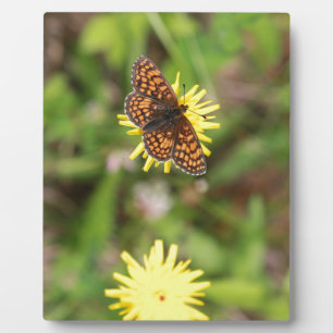 Butterfly - Mooi! Fotoplaat