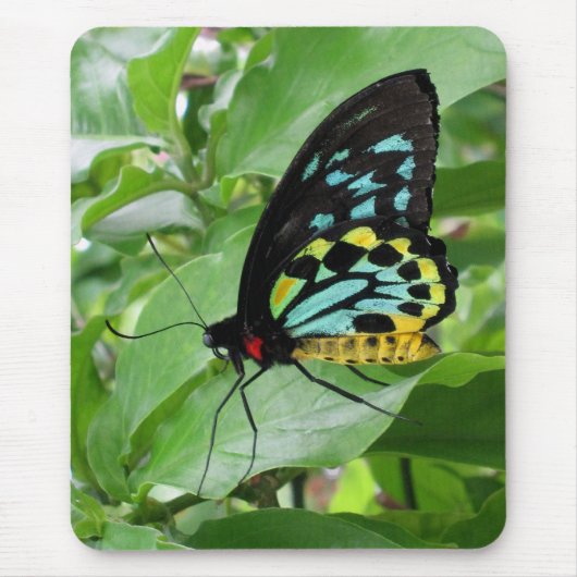 Butterfly Mousepad! Muismat (Voorkant)