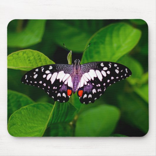 Butterfly Muismat (Voorkant)