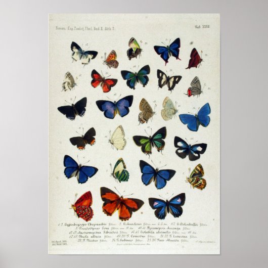 Butterfly  Naturalist Educational Poster (Voorkant)