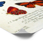 Butterfly  Naturalist Educational Poster (Hoek)