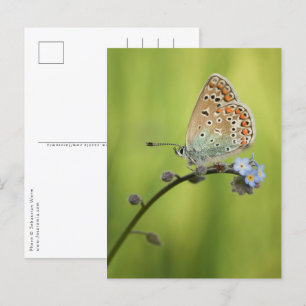 Butterfly Natuur Foto Briefkaart