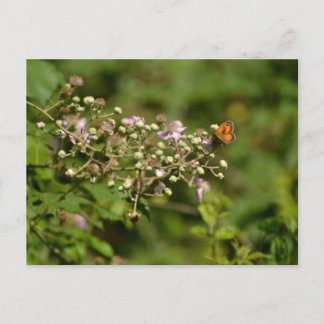 Butterfly on a flower briefkaart