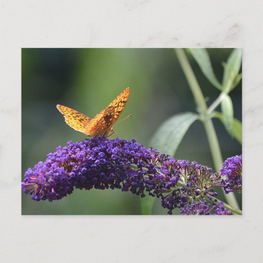 Butterfly on Butterfly Struik Blossom Briefkaart (Voorkant)