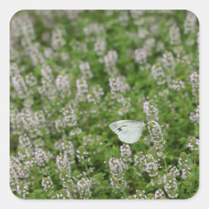 Butterfly on Creeping Thyme Vierkante Sticker