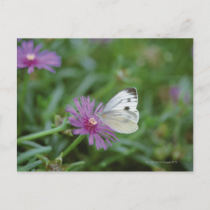 Butterfly on flower briefkaart