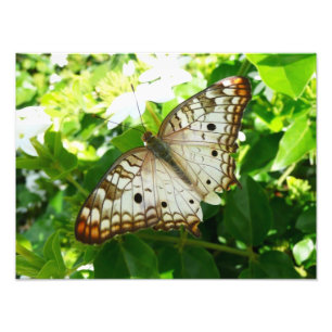 Butterfly on Jasmine Tropical Natuur Photography Foto Afdruk