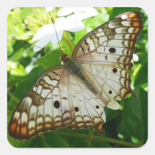 Butterfly on Jasmine Tropical Natuur Photography Vierkante Sticker