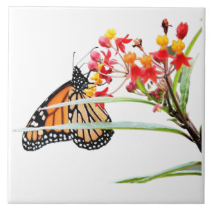 Butterfly on Milkweed Blooms, on White Tegeltje