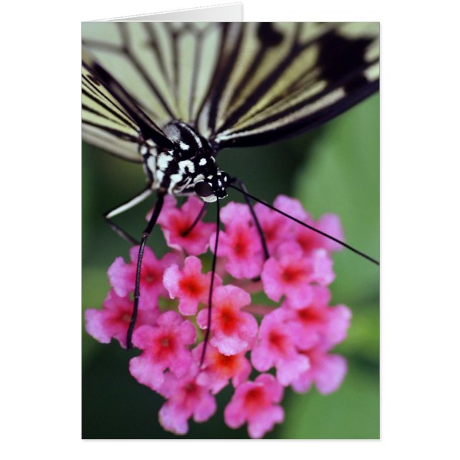 Butterfly on Pink Flower (Voorkant)
