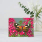 Butterfly on Pink Flowers Briefkaart (Staand voorkant)
