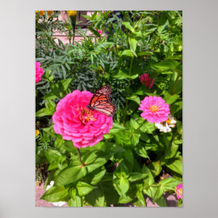 Butterfly on Pink Zinnia Poster