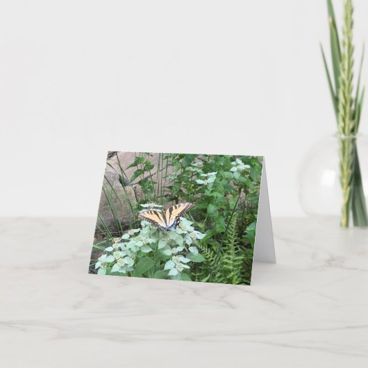 Butterfly on Pycnanthemum (Mountain Mint) card Bedankkaart (Voorkant)