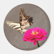 Butterfly on Red Zinnia met Pavement Background