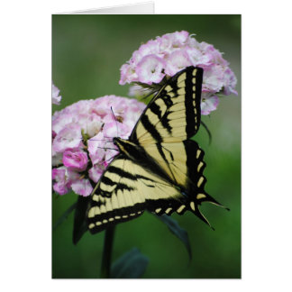 Butterfly on Sweet Williams Flower Card