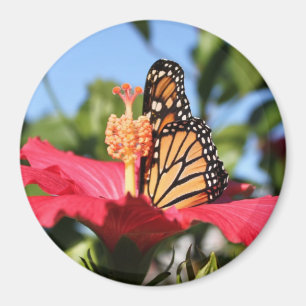 Butterfly op Hibiscus Magneet