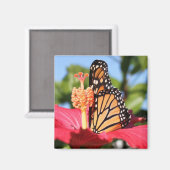 Butterfly op Hibiscus Magneet (Voorkant / Achterkant)