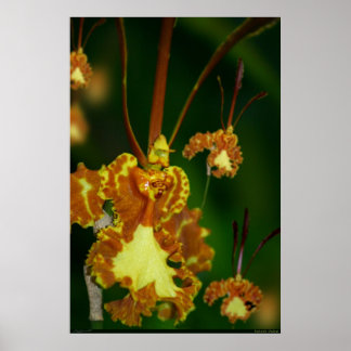 Butterfly Orchid Poster -24x36 -andere maten ook