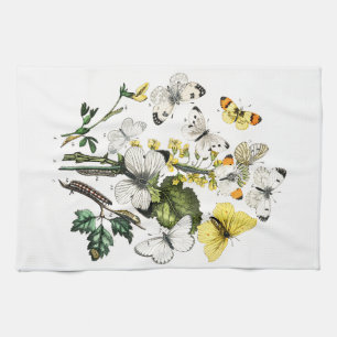  Butterfly Papillon Old Illustration Theedoek