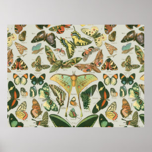 Butterfly Pattern Butterflies Painting Poster