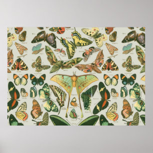 Butterfly  Pattern Butterflies Painting Poster