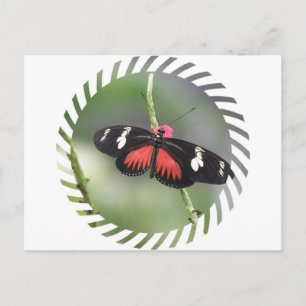 Butterfly Photo Design Briefkaart