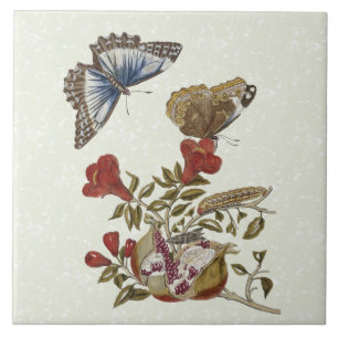 Butterfly Pomegranate Natural History Tile 6x6 Tegeltje
