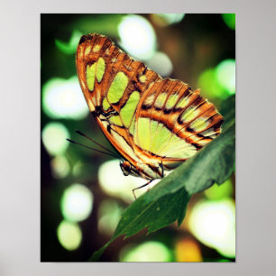Butterfly Posing Close Poster