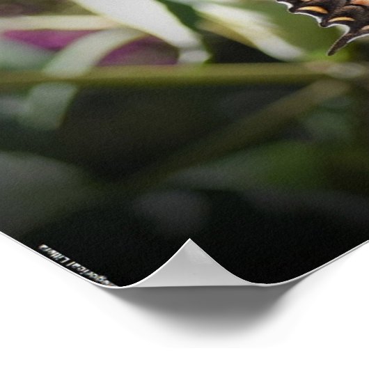 Butterfly Poster (Hoek)