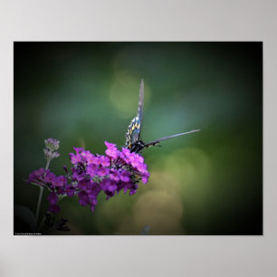 Butterfly Poster