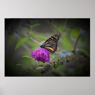 Butterfly Poster