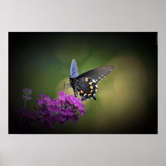 Butterfly Poster (Voorkant)