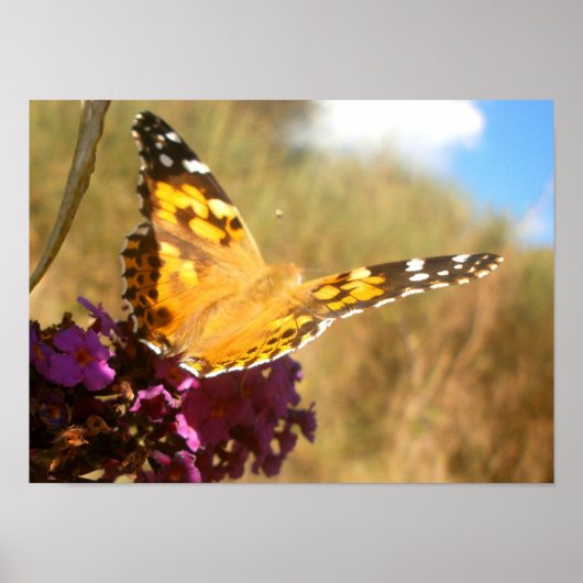 Butterfly. Poster (Voorkant)