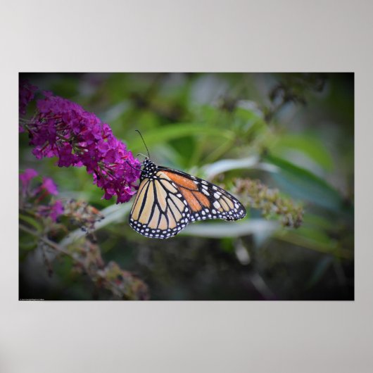 Butterfly Poster (Voorkant)