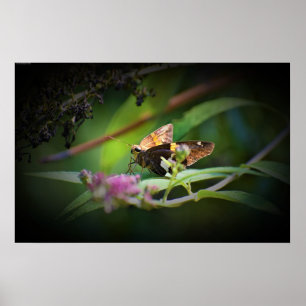 Butterfly Poster