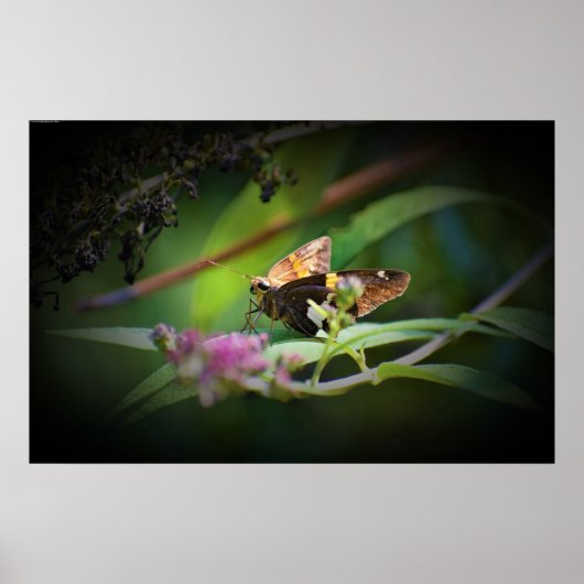 Butterfly Poster (Voorkant)