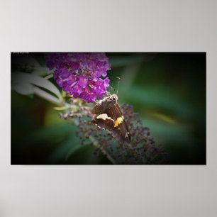 Butterfly Poster