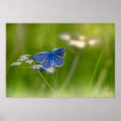 Butterfly Poster (Voorkant)