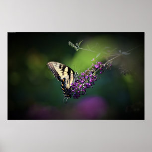 Butterfly Poster