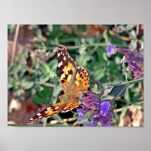 Butterfly Poster (Voorkant)