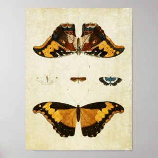 Butterfly Print 056