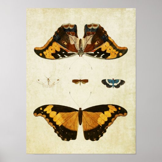 Butterfly Print 056 (Voorkant)